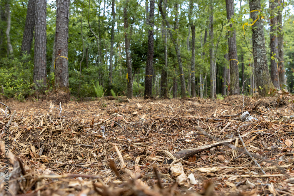 Forest clear cut for development
