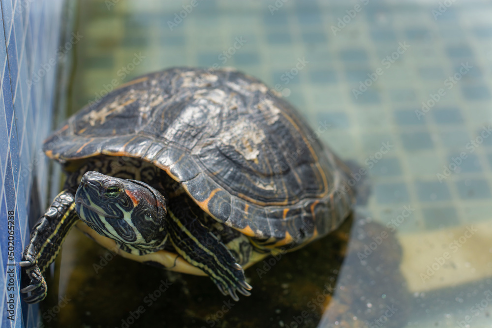 Fototapeta premium sea turtle swimming in the pool