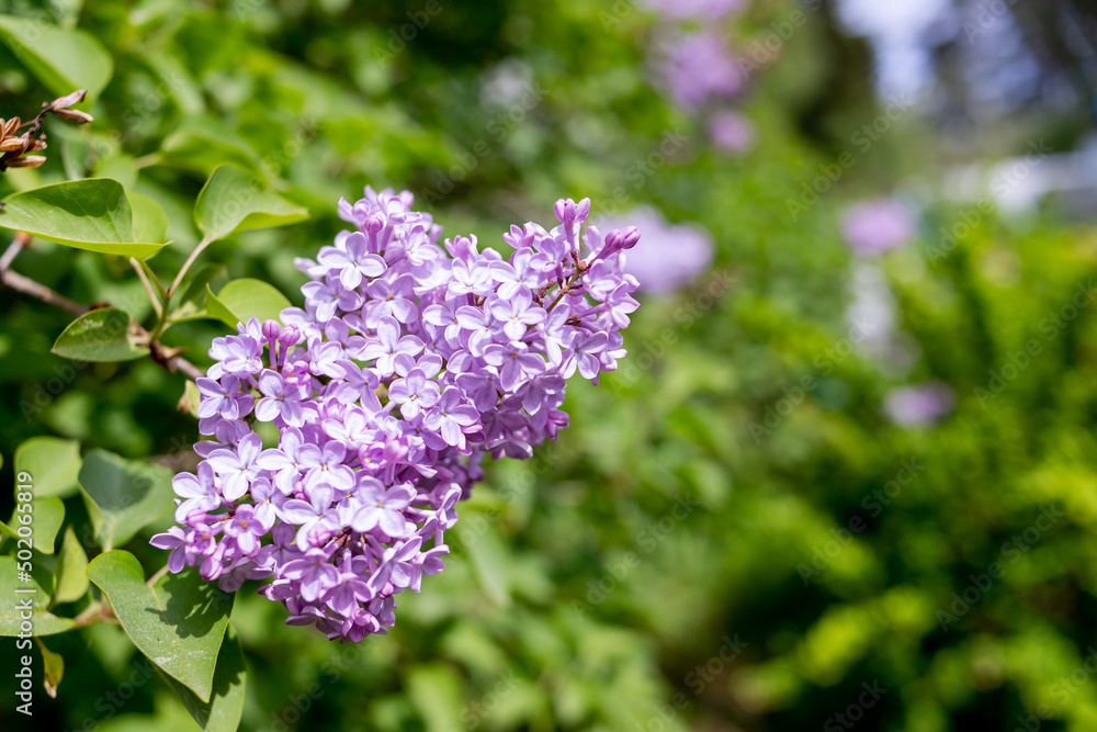 Branches of beautiful blossoming lilac.On a sunny spring day, lilac bushes bloomed in the garden.Purple lilac bush. May holidays. copy space Branches of beautiful blossoming lilac.On a sunny spring day, lilac bushes bloomed in the garden.Purple lilac bush. May holidays. copy space