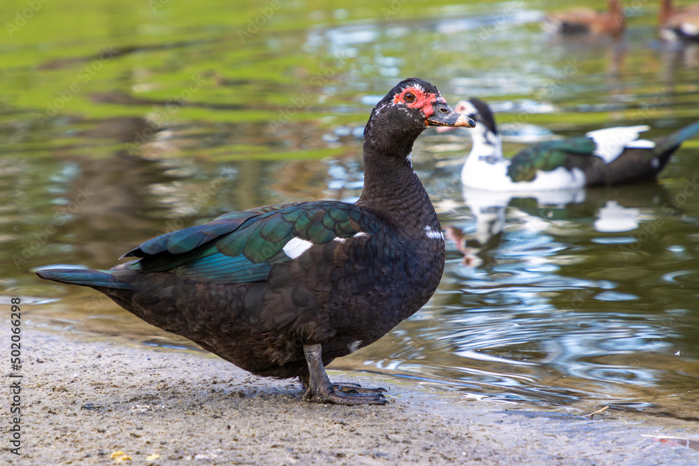 Fototapeta premium Muscovy duck in pond