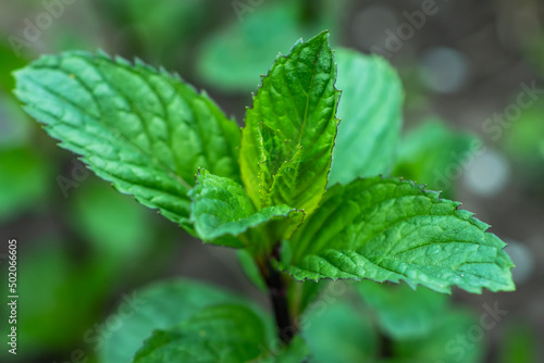 Fresh leaves green mint close up. Plant grow background.