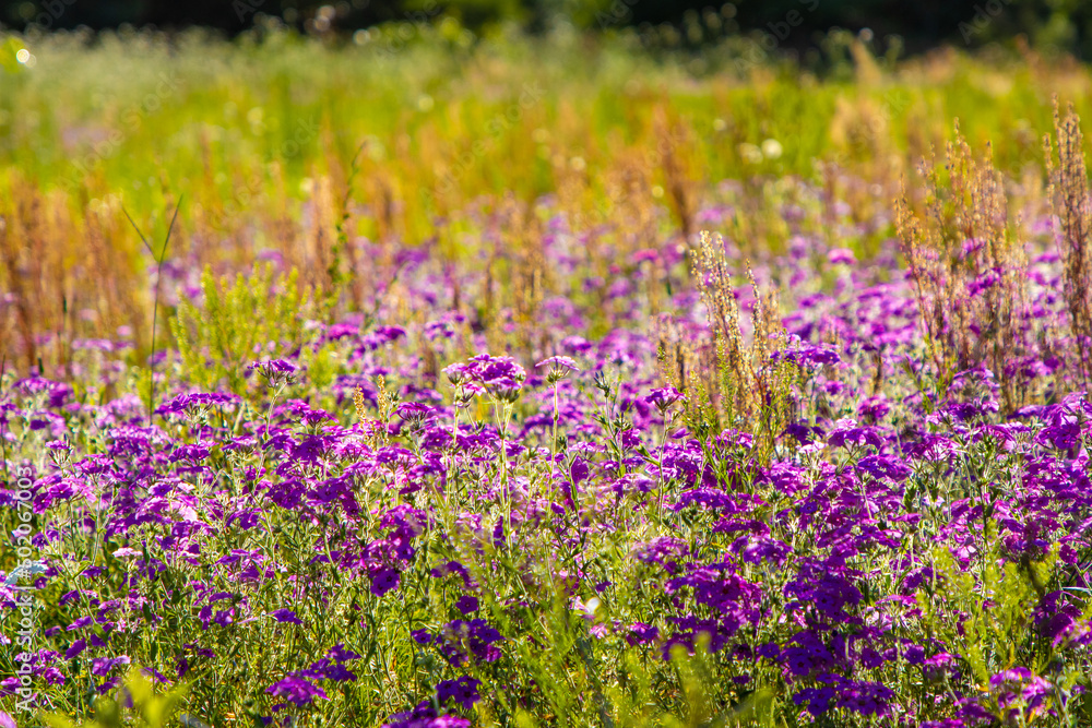 Pink wildflowers in Florida Pink wildflowers in Florida