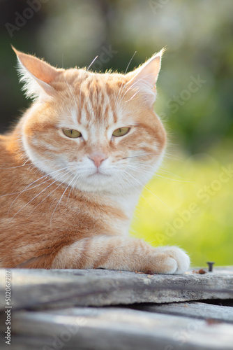 Fototapeta Naklejka Na Ścianę i Meble -  ginger cat outdoors, impudent muzzle, fat pet in nature