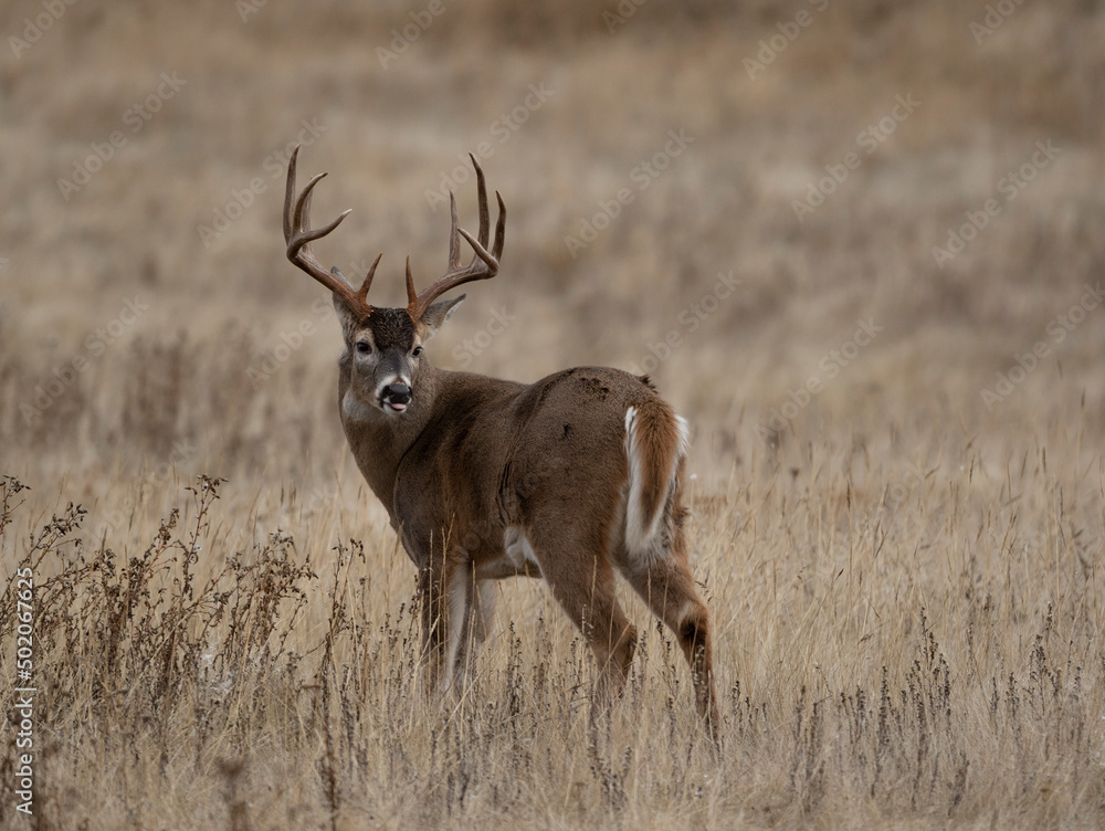 Fototapeta premium Boone & Crockett class Whitetail buck in grassland prairie habitat