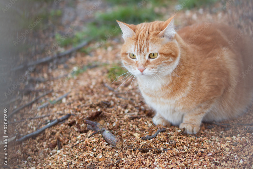 red cat with white stripes sits on sawdust in rural yard, pet life in village red cat with white stripes sits on sawdust in rural yard, pet life in village