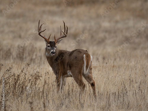 Slika na platnu Boone & Crockett class Whitetail buck in grassland prairie habitat