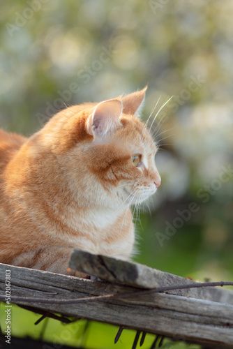 beautiful red cat lying on wooden roof in sunlight, pet walking on spring nature