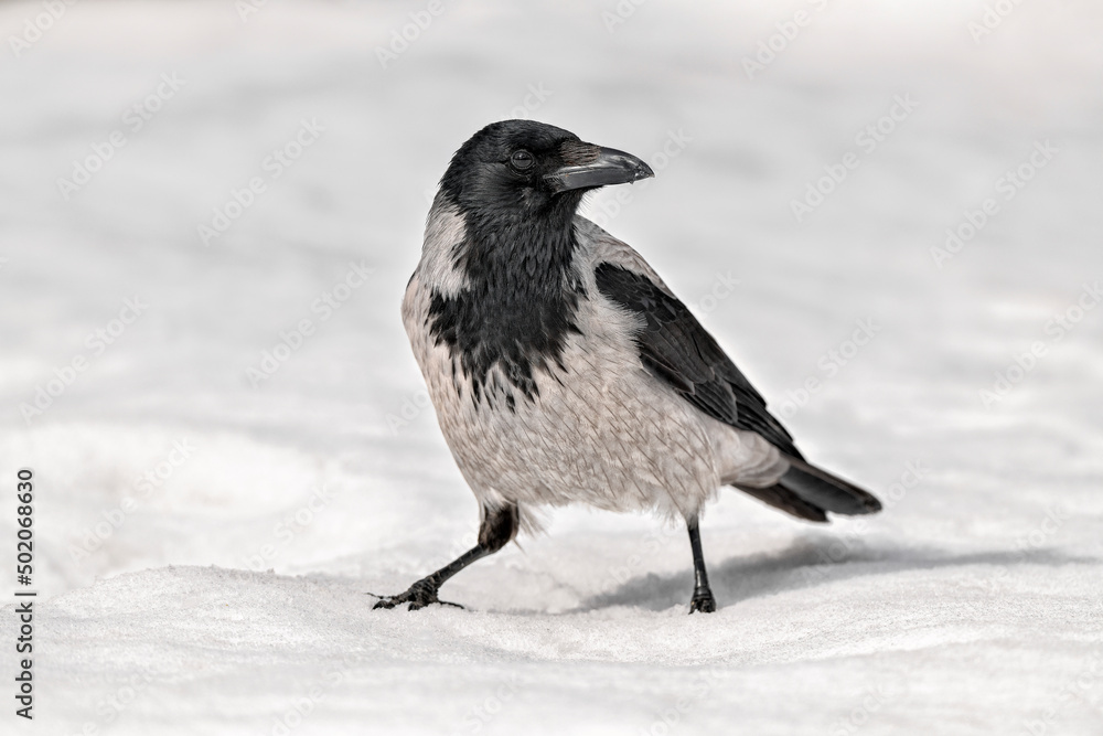 Hooded crow on snow in springtime Hooded crow on snow in springtime