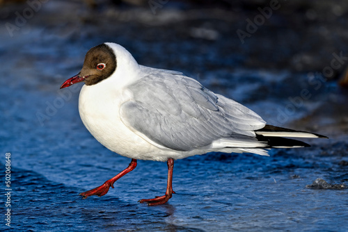 Black-headed gull balancing on the ice