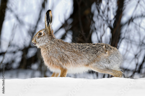 Hare in winter color on the snow