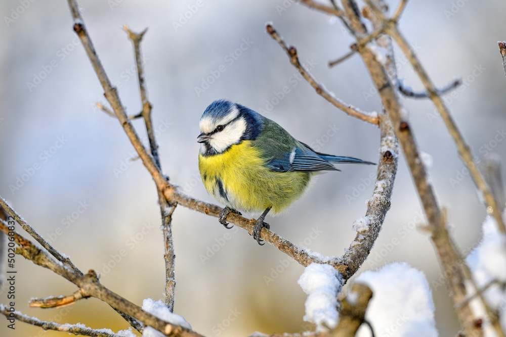 Fototapeta premium Eurasian blue tit in winter