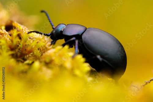 close up of black beetle with colorful highlights on yellow moss