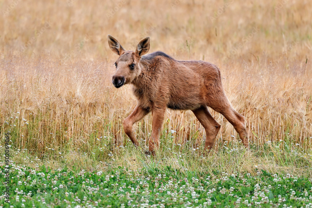 Obraz premium Young Moose is enjoying of the crop field buffet.