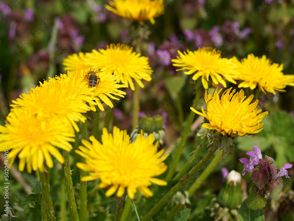 Detail of several dandelions. We see yellow flowers and a bee on one of them. Detail of several dandelions. We see yellow flowers and a bee on one of them.