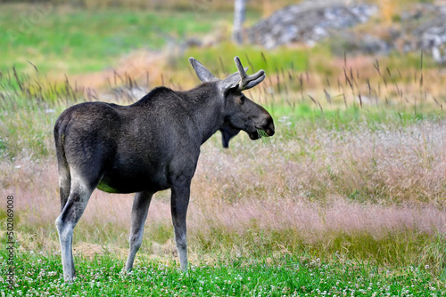 Moose bull is enjoying of the cloverfield buffet. © hakoar