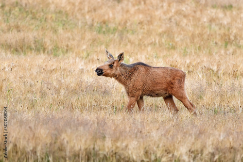 Fototapeta Naklejka Na Ścianę i Meble -  Moose calve on the pasture.