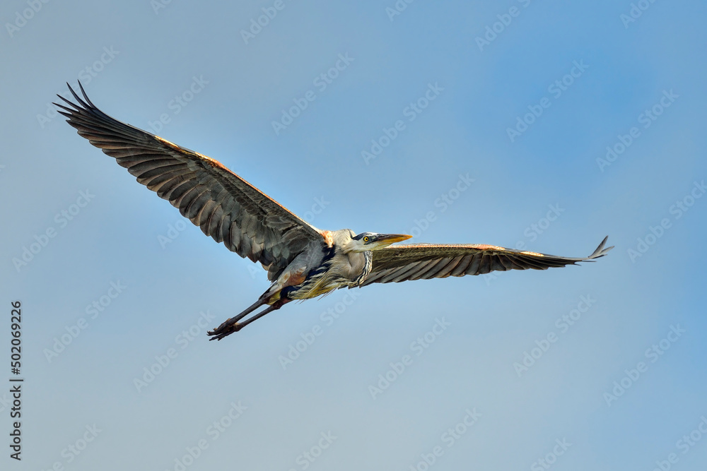 Obraz premium Great blue heron