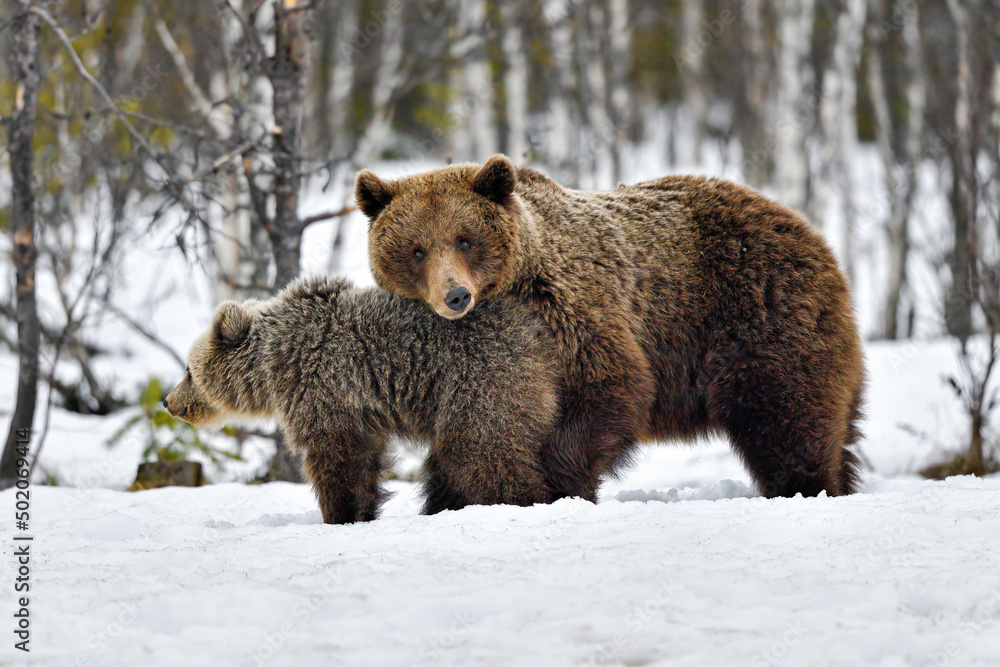 Obraz premium Brown bear mom with yearlings.