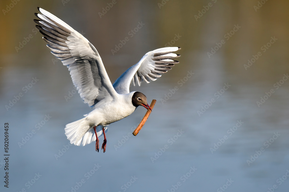 Black-headed Gull; Spring is advancing and it's time to start preparing nest. Black-headed Gull; Spring is advancing and it's time to start preparing nest.