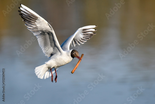 Black-headed Gull; Spring is advancing and it's time to start preparing nest. photo