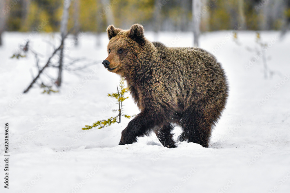 Obraz premium Young bear taking a short sprint