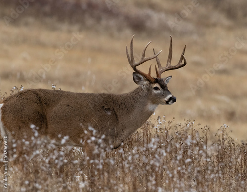 Tapeta Trophy Boone & Crockett class Whitetail Buck