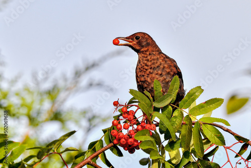 Slika na platnu Rowanberry counting has begun for this season.