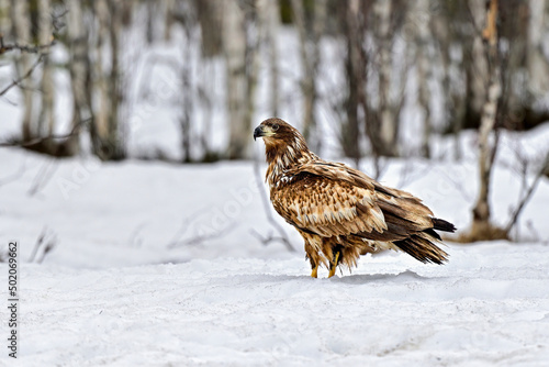 White-tailed eagle in snow