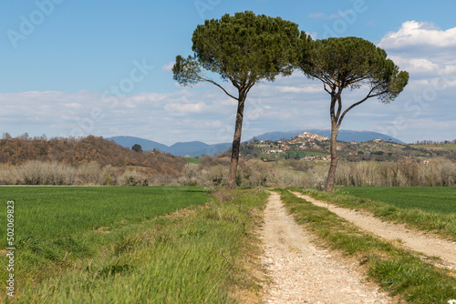Two pine trees in a field in Lazio, Italy with Apennine mountains in the background and a hilltop town