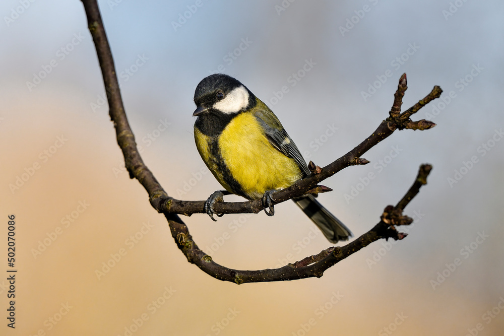 Obraz premium Great tit in autumn colors.