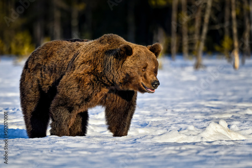 Big Brown bear in the snow.