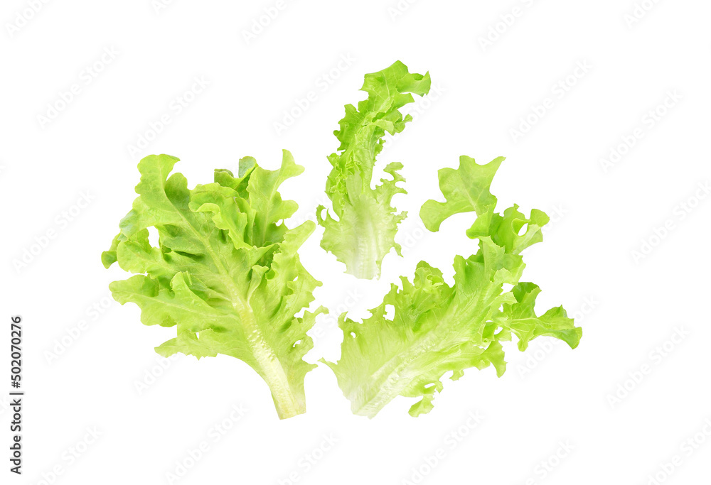 Obraz premium Fresh salad green lettuce leaf isolated on white background.