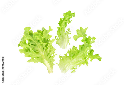Fresh salad green lettuce leaf isolated on white background.