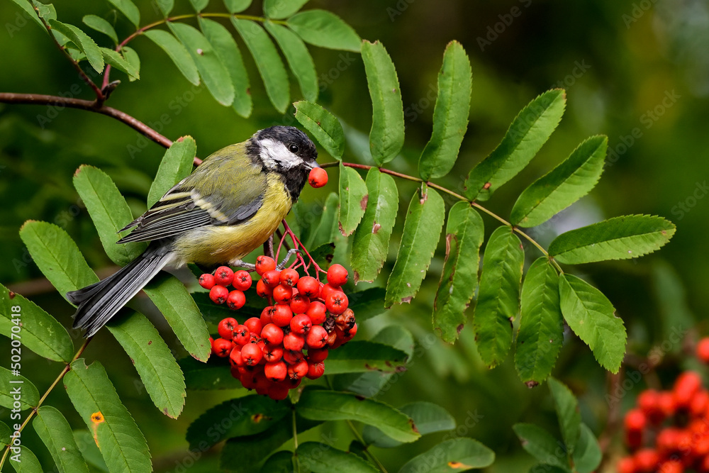 Obraz premium Great tit. They also like rowan berries, but they don't swallow it whole.