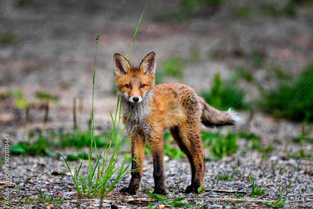 Red fox cub looks curious