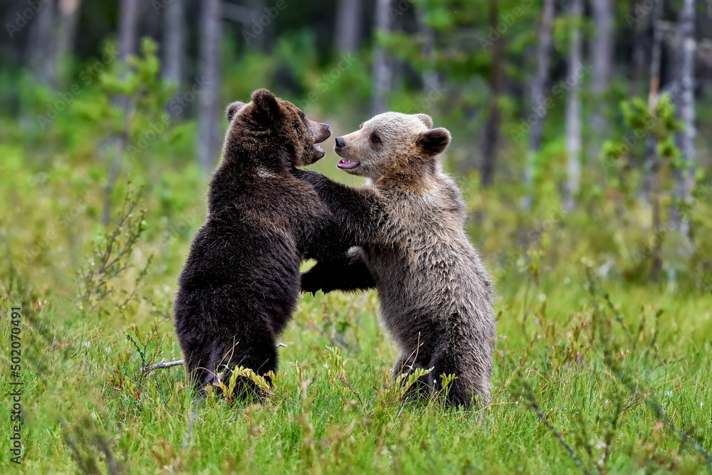 Fototapeta premium Brown bear cubs have always time to play.