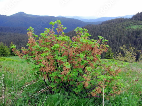 Ribes petraeum blooms in the Carpathians