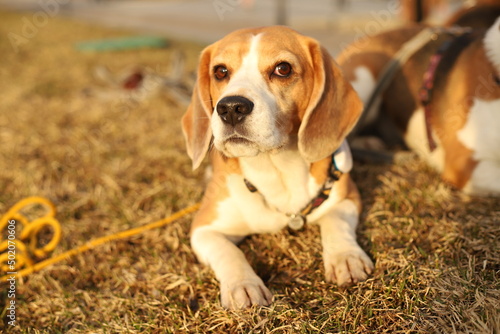 Beagle dog lies on dry grass, in the rays of the sun, and looks up.