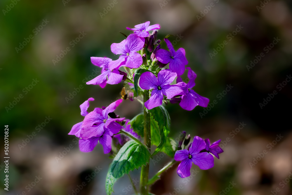 Purple isolated judas flower bokeh background