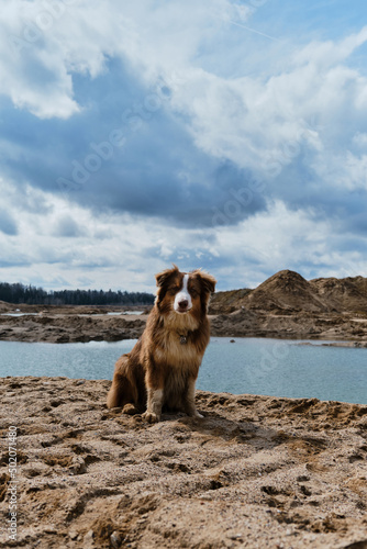 Aussie dog red tricolor enjoys views of nature. A sand pit with clear water. Australian Shepherd puppy sits on sandy riverbank on warm sunny day.