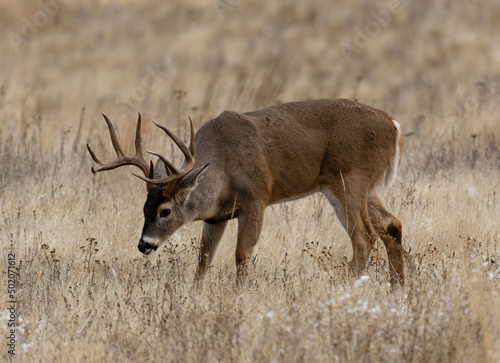 Fotografie Magnificent Typical Antlered Trophy Whitetail buck, Boone & Crockett class