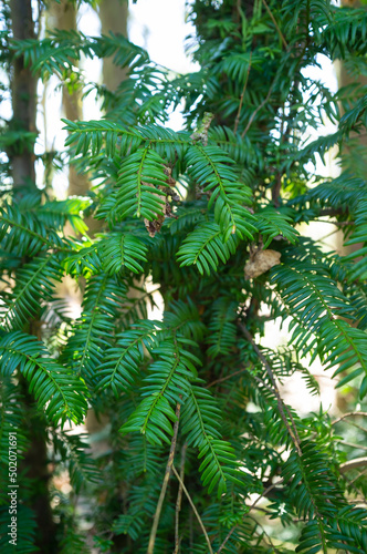 Branch with green leaves, on a blurred background of the forest on a sunny spring day. 