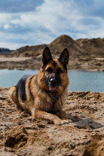 Sand quarry on clear day. Beautiful black and red German Shepherd lies on sand next to river against background of sky with white clouds. Traveling with thoroughbred dog in nature. © Ekaterina