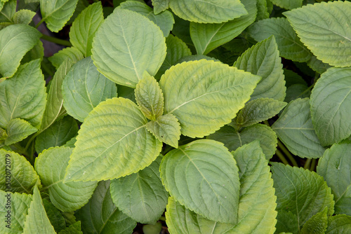 Shiso green (Perilla frutescens) japanese herb from the mint family