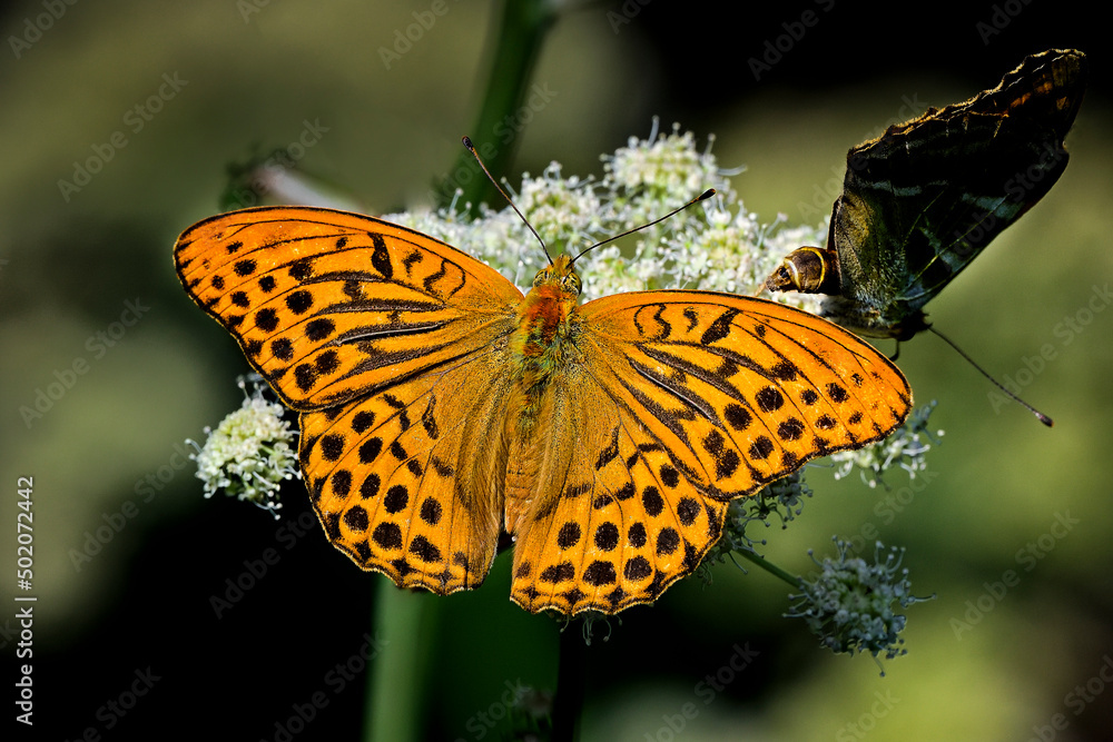 Obraz premium Silver-washed fritillary. Male