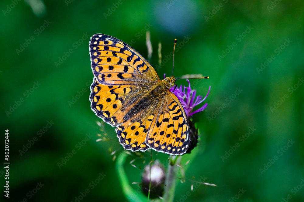 Obraz premium High Brown Fritillary