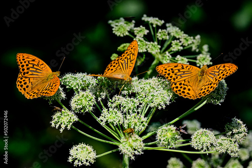 Silver-washed fritillary. Male photo