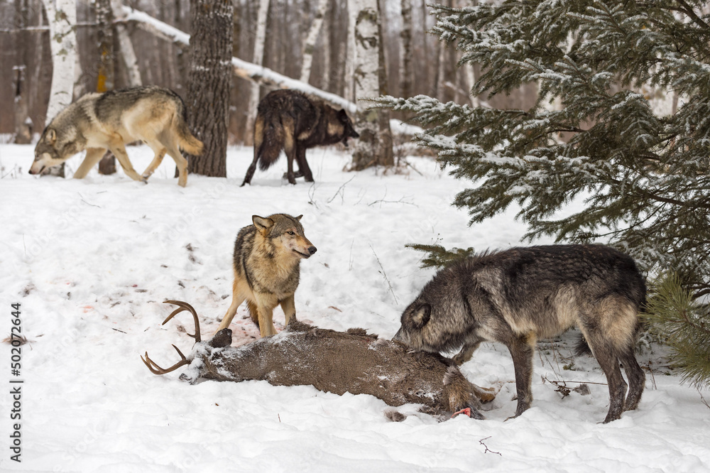 Naklejka premium Two Grey Wolves (Canis lupus) at Deer Carcass Two More Run in Background Winter