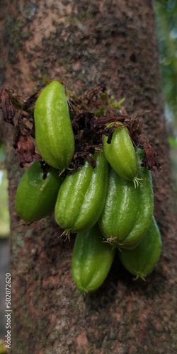 Bilimbi tree (Averrhoa bilimbi) with full of green fruits. beautiful horizontal close up macro side view of the farm fresh organic medicinal fruit hanging and growing on the forest brown tree stem.