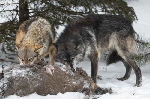 Grey and Black Phase Wolves (Canis lupus) Stand Side By Side Gnawing on White-Tail Deer Carcass Winter © hkuchera